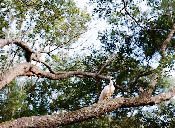  A Southern Vow Renewal in South Carolina