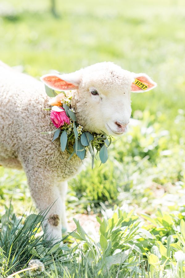  Shepard's Farm Wedding Inspiration 