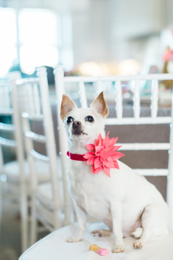  Peppermints & Pups | A Stylish Holiday Fête!