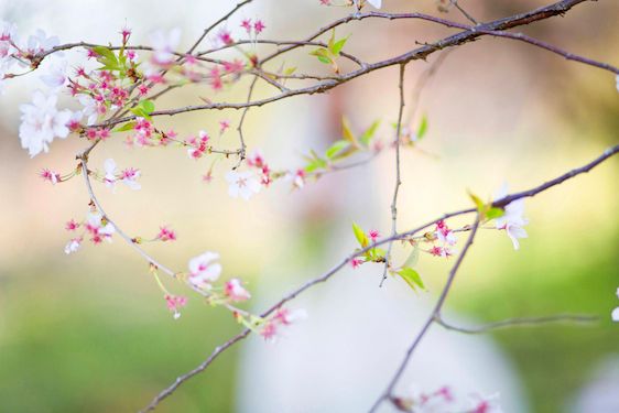  Wedding Whimsy in the Cherry Tree Grove, Lieb Photographic, florals by Wedding Muse