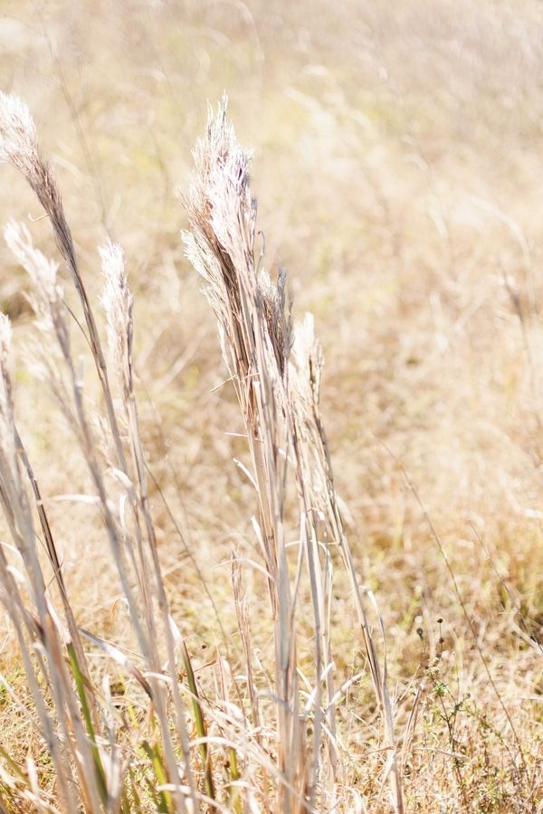 Simple Elegance with Blush Tones - www.theperfectpalette.com - Michelle Mock Photography