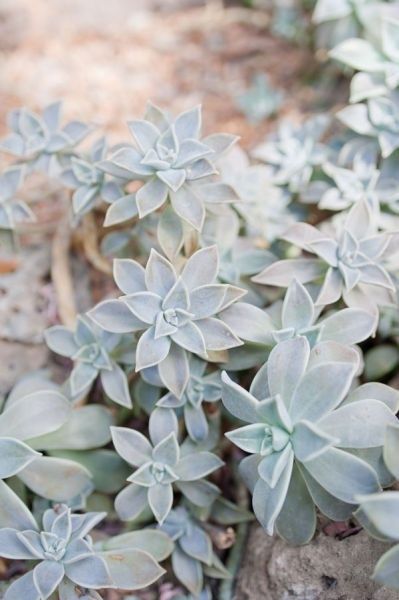 Grayed Jade Wedding Inspiration - www.theperfectpalette.com - Color Ideas for Weddings + Parties