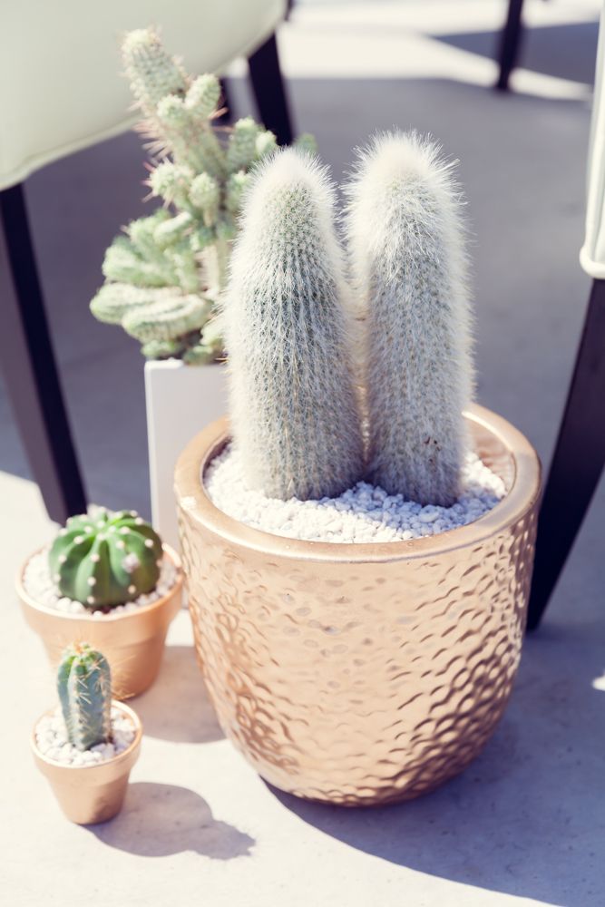 Urban Palm Springs Styled Shoot - www.theperfectpalette.com - Whimsy Events & Design, Forever Bride, Noah's Ark Photography