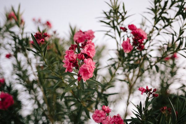  A Joshua Tree Bohemian Desert Wedding