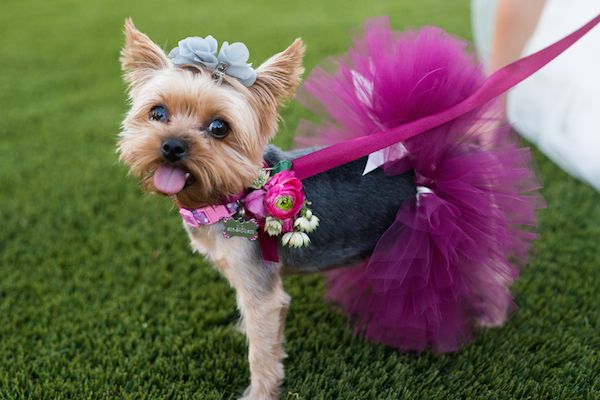  Bright Pink Arizona Wedding Inspiration