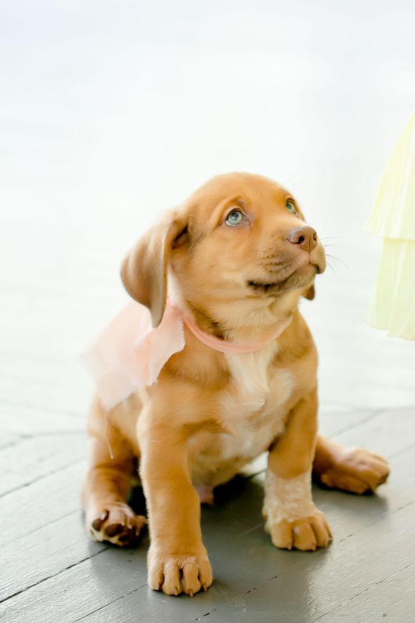 Peppy Wedding Inspiration with Puppies Galore!