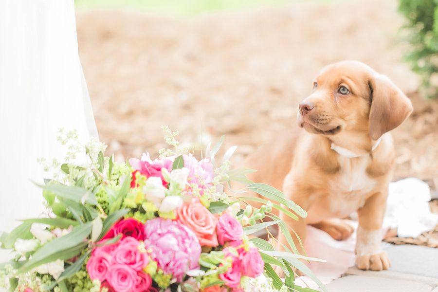 Peppy Wedding Inspiration with Puppies Galore!