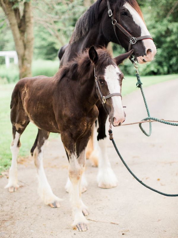 McKenna & Marcus's Whimsical Engagement Session Featuring Rare Horses