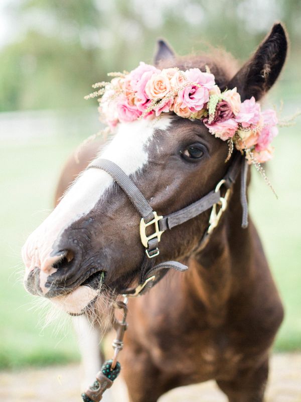 McKenna & Marcus's Whimsical Engagement Session Featuring Rare Horses