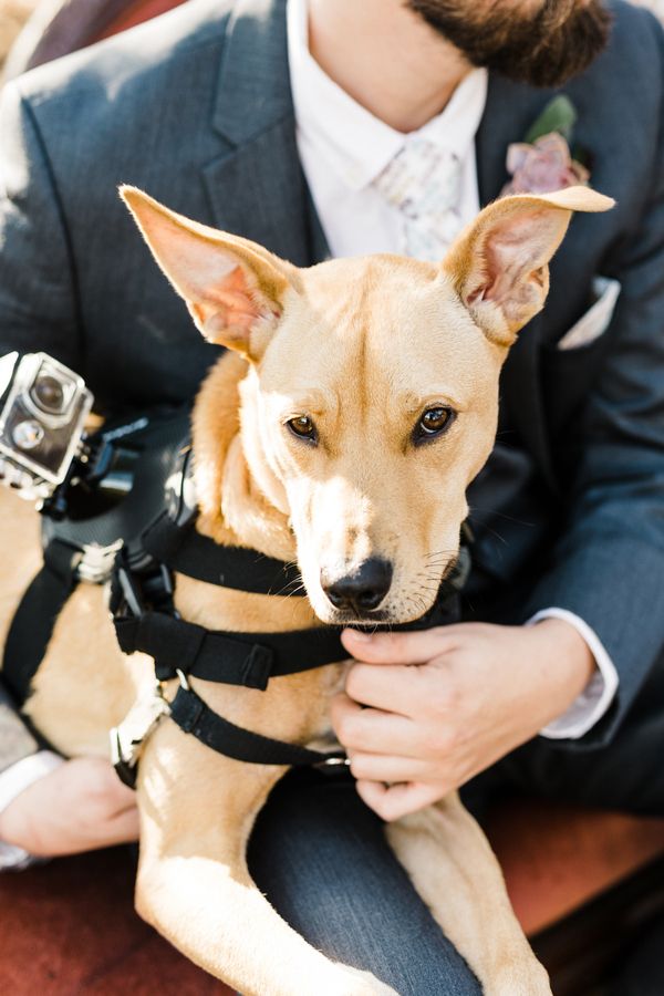  Two Animal-Lovers Get Married in Alabama