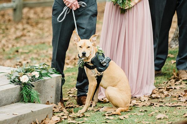  Two Animal-Lovers Get Married in Alabama