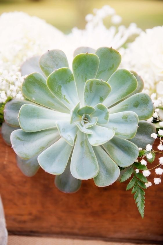 Succulents and Color Pops - www.theperfectpalette.com - Color Ideas for Weddings and Parties