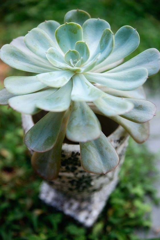 Succulents and Color Pops - www.theperfectpalette.com - Color Ideas for Weddings and Parties