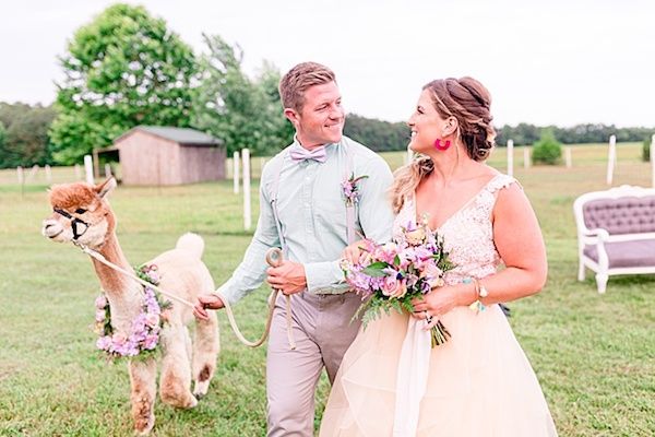  A Quirky Wedding with Alpacas and Whimsy Galore