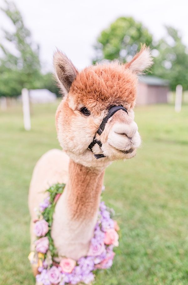  A Quirky Wedding with Alpacas and Whimsy Galore