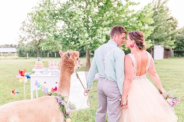  A Quirky Wedding with Alpacas and Whimsy Galore