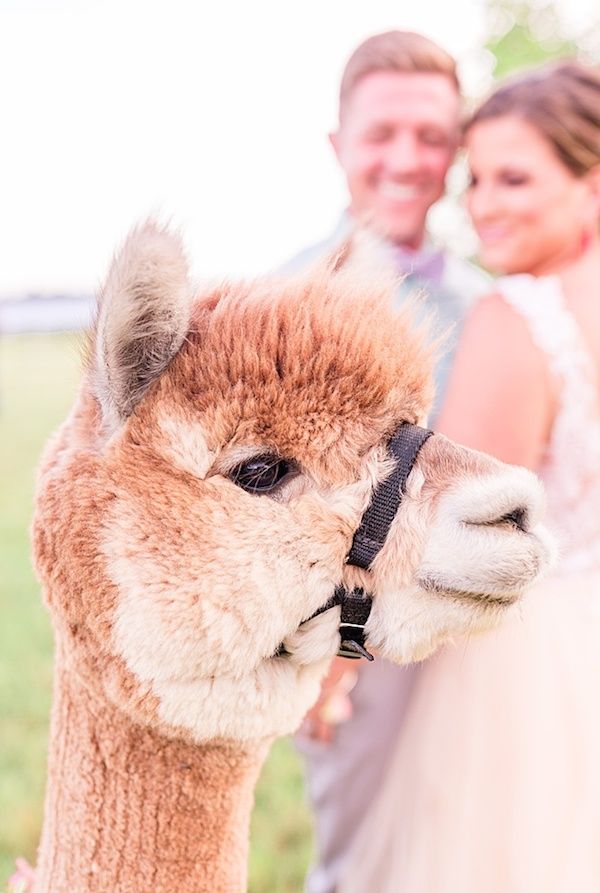  A Quirky Wedding with Alpacas and Whimsy Galore