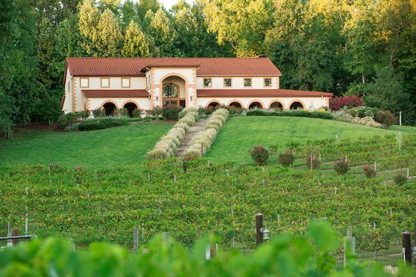  A Tuscan Love Story in the Vines