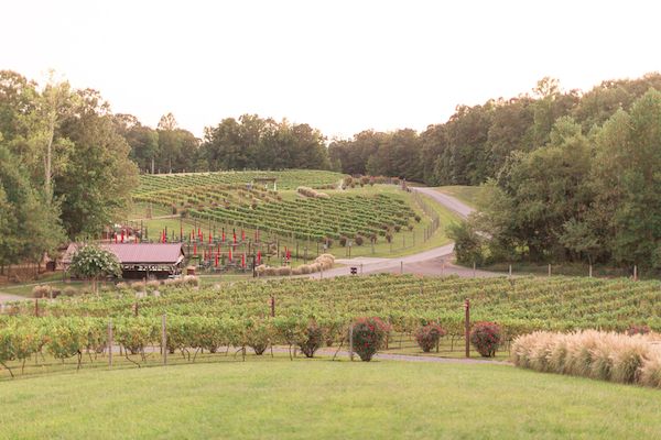  A Tuscan Love Story in the Vines