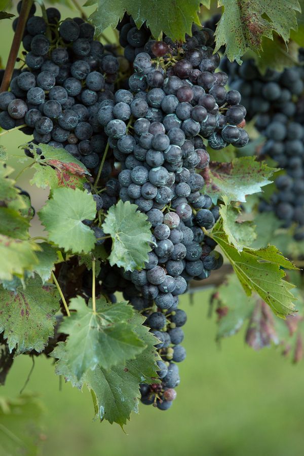  A Tuscan Love Story in the Vines