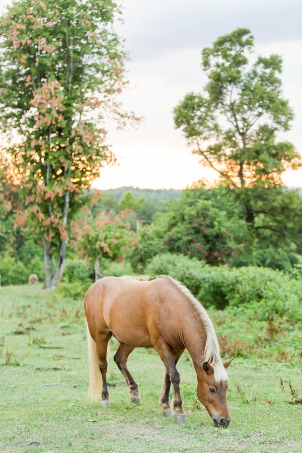  Vibrant Pink Dream Wedding at Rivercrest Farm