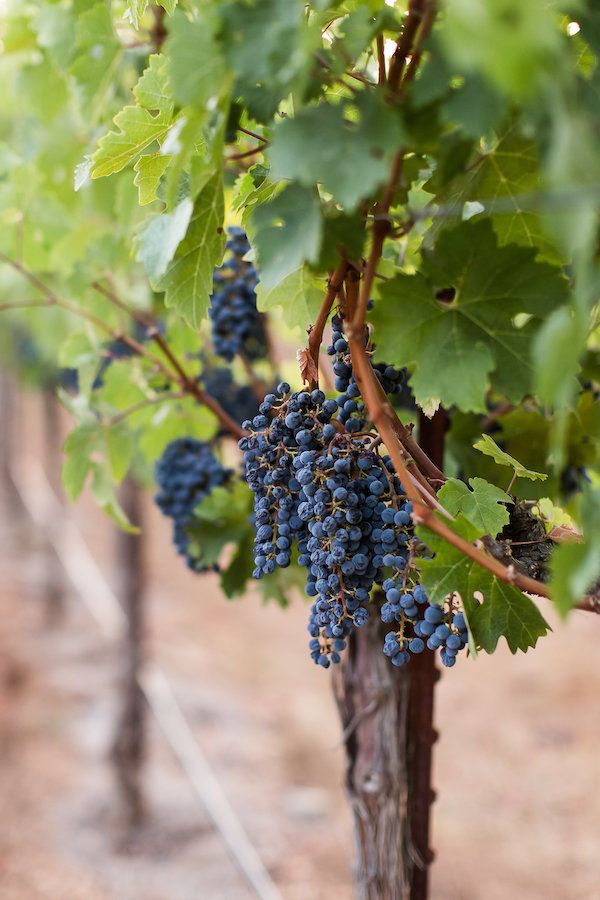  Intimate Late Summer Sonoma Wedding at Chateau St. Jean