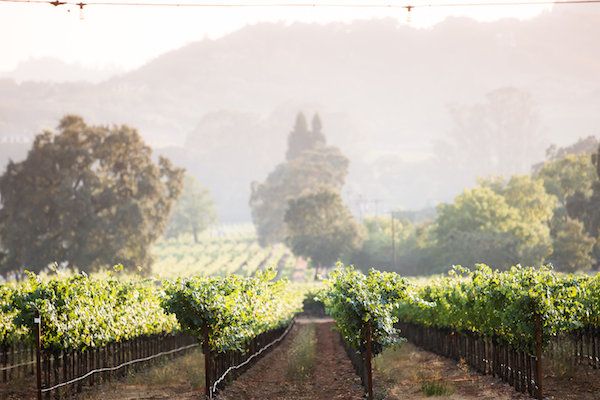  Intimate Late Summer Sonoma Wedding at Chateau St. Jean