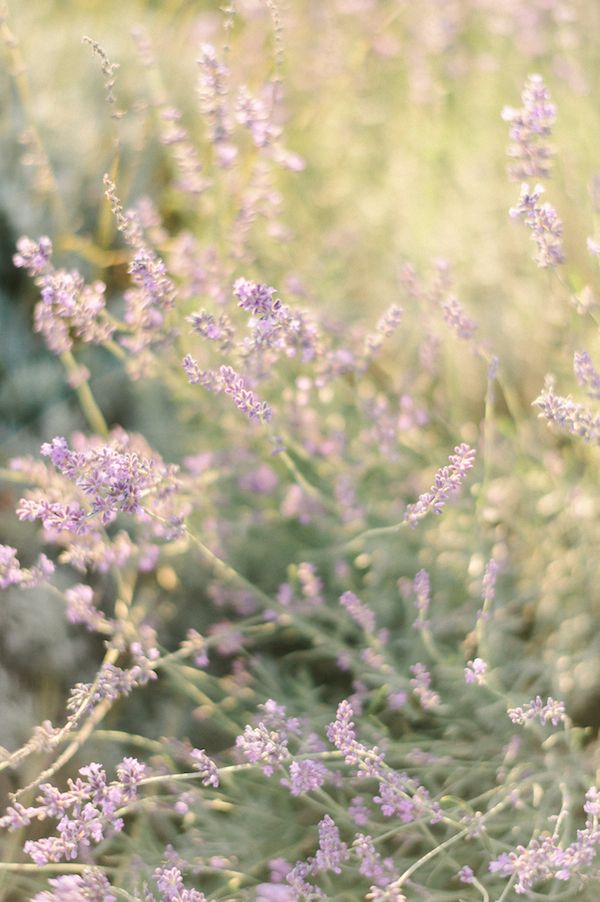  Love in the Lavender Fields!