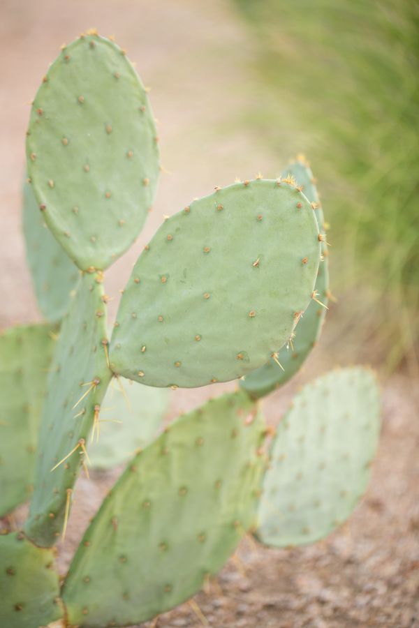  A Taste of Texas Meets the AZ Desert in this Timeless Wedding!