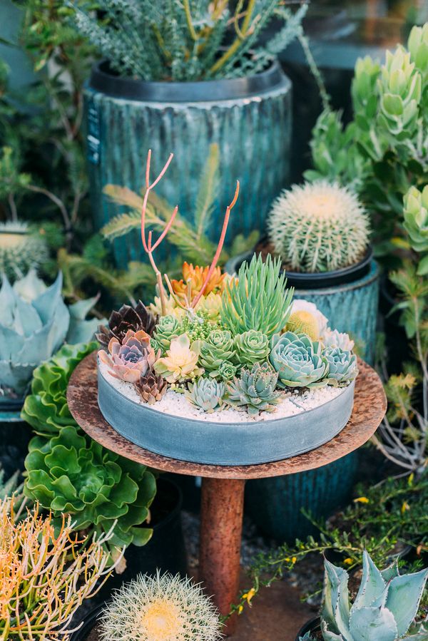  Bohemian Succulent Filled Wedding Inspo