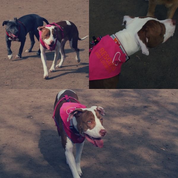 dog park collage 3 photo 35e227fa-ec54-437a-a591-32228ed34942_zpsdba7e454.jpg