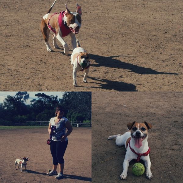 dog park collage 1 photo 42d94a38-fea6-475f-b31b-d9de779c3f52_zpsb0030a6d.jpg