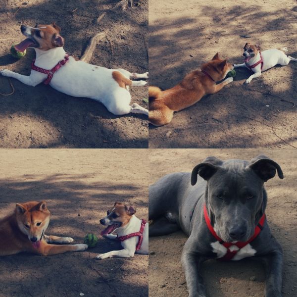dog park collage 2 photo 6ee9ca44-e554-41d9-bd55-f31ae895e8c1_zps1baf7746.jpg