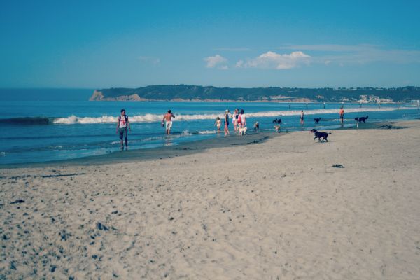 photo dogbeachday1_zps185bfb8e.jpg