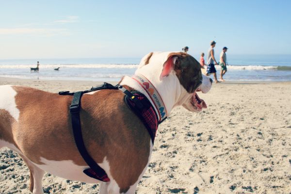 photo dogbeachday3_zps40406e0f.jpg