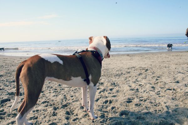 photo dogbeachday4_zpsb0d98652.jpg