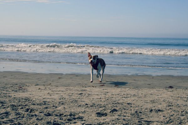 photo dogbeachday5_zps24c11dcb.jpg