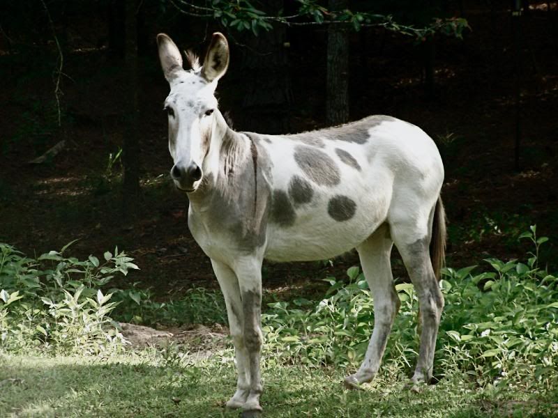 spotted donkey