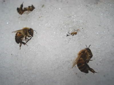 bees in the snow