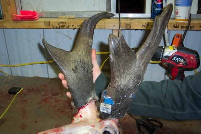 WYPronghorn2.jpg
