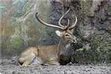 eldsdeer3.jpg