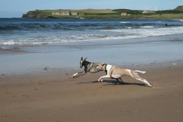 BushfootStrandPortballintrae3.jpg