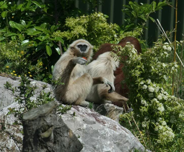 CHESTERZOO108.jpg