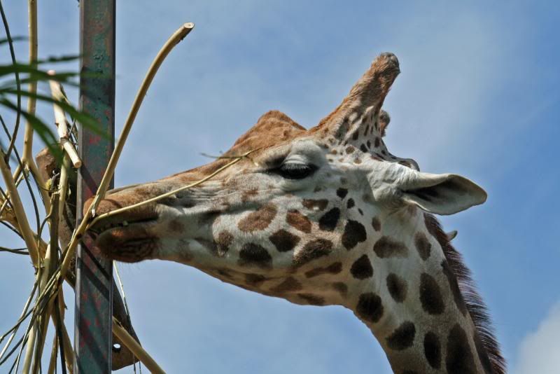 CHESTERZOO112.jpg