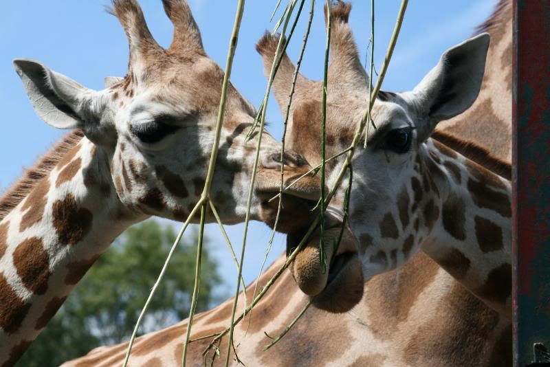 CHESTERZOO114.jpg