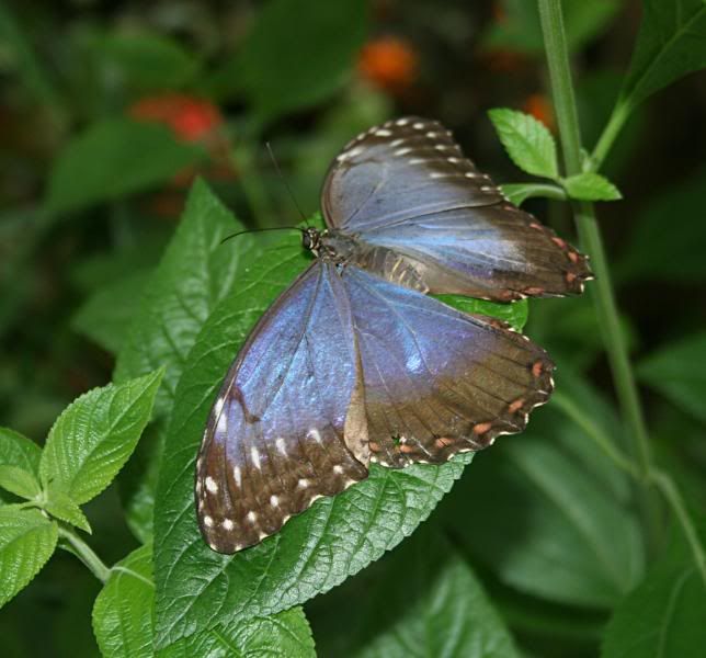 CHESTERZOO127.jpg