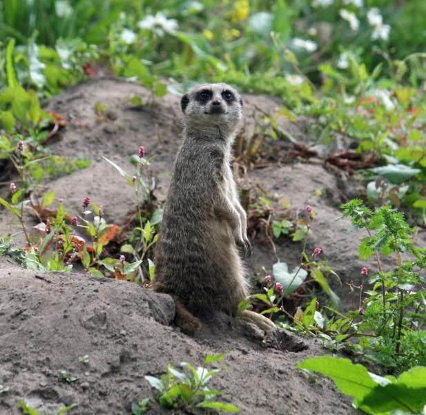 CHESTERZOO14.jpg