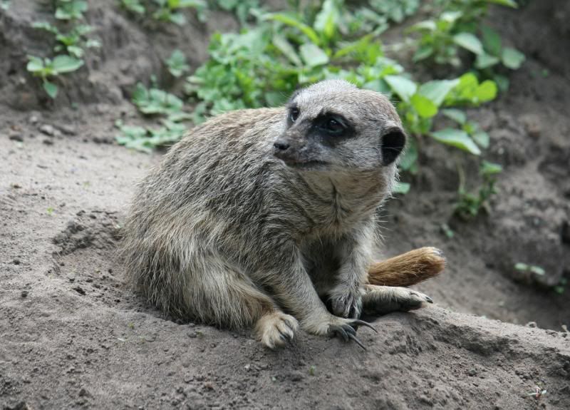 CHESTERZOO16.jpg