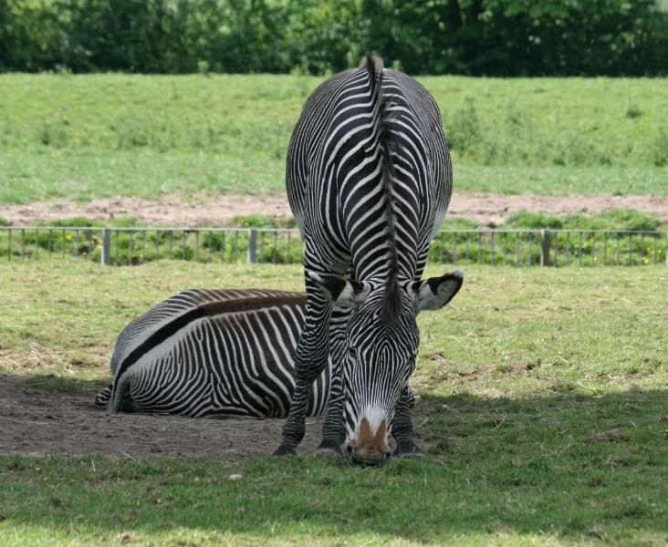 CHESTERZOO42.jpg