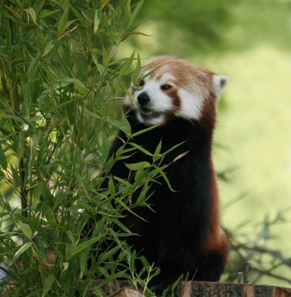 CHESTERZOO60.jpg